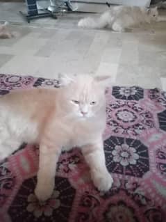 male cat for sale
