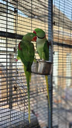 Raw Parrot 100 percent breeder pair 40 thousand