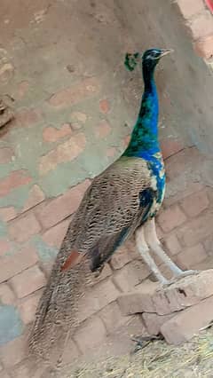 Pecock Male