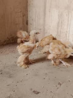 Golden heavy buff chicks