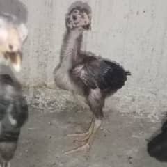 Aseel Mushka Chicks Long Haight