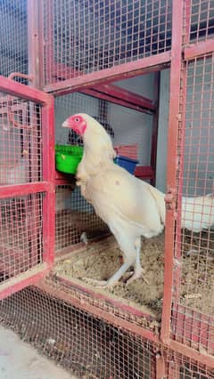 White Murghi Or murgha