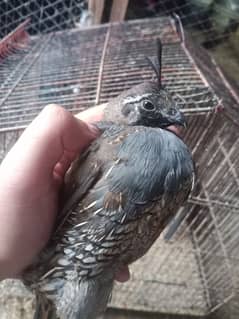 California quails