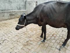 cow pure jersey 03075393493