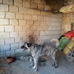 24 year age zabardust duty full active