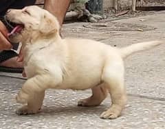 British Labrador Female Pedegiree 03134111831