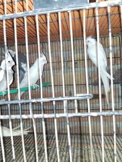 Cockatiel Eno Red eyes