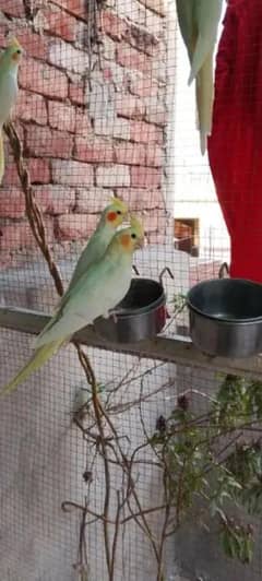 full breeder pair hai home breed hai full active hai