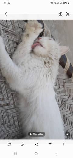 persian cat