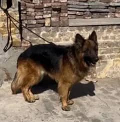 German shepherd pair. Heavy quality pair for sale
