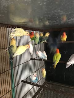Lovebird