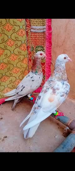 bhartiya mukhi gulldar breeder pair pigeon kabotar pigeons