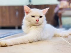 Persian Cat