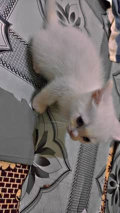 Persian cat 4 baby