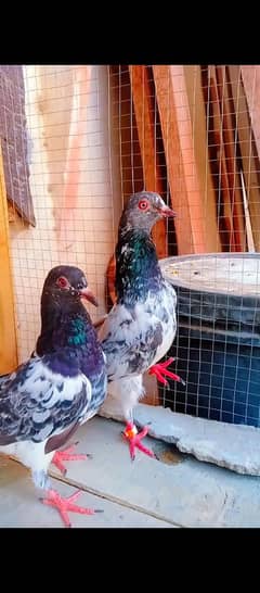 kamagar breeder pair kamagr aseel pigeon kabotar high flying