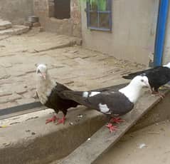 Black Karbalai Breeder + 3 Pathay