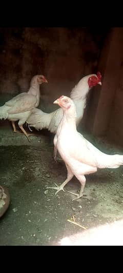 Heera