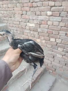 pure aseel