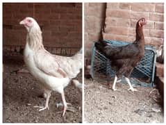 Desi Kurak Hens (murgi)