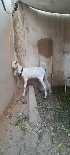 Male goat for sale age 5 months