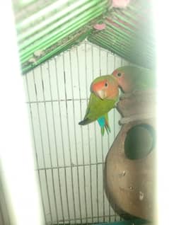 love bird pair