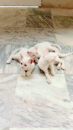 Cats kids 2 months old. دو مہینے عمر