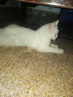 persian