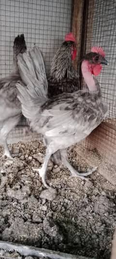 Golden misri hens and chicks available