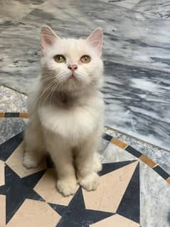 white Persian cat