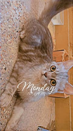 Persian cat urgent sale
