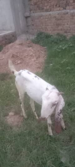 Goat Female for sale