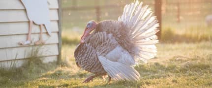 turkey breeds pair and chick available at reasonable price