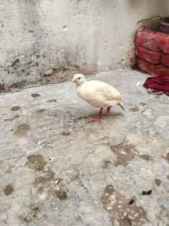 goray teetar White colour available Rawalpindi westridge male