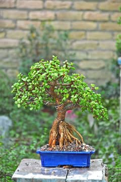 Jade Bonsai