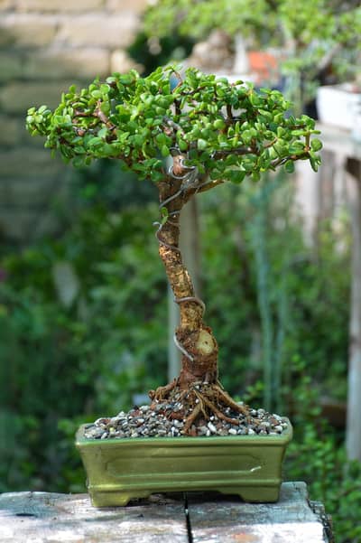 Jade Bonsai / Planter / plant pots / gamla / plant pots / plants pot