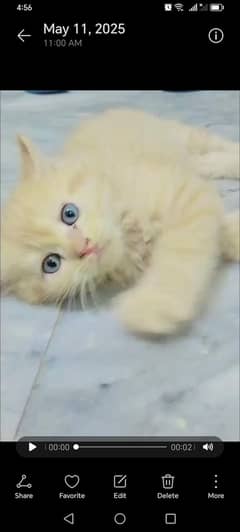 70 days ka beautiful active trainined brown kitten.
