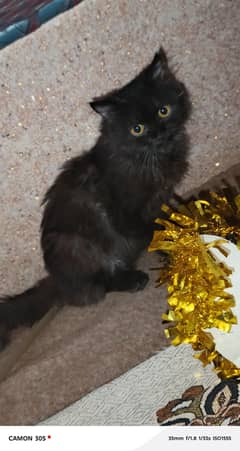 parsion cat male tripal cotead punch face need money