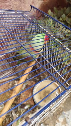 Kashmiri Raw Pair For Sale Hand Tamed Or Mian Mithu Bol Leta Hai