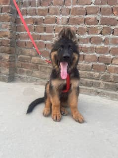 German shepherd double coat pure imported puppy