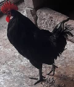 Rooster Australorp