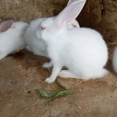 Rabbits  desi Newzeland white and white brown