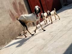 Healthy goat with twin kids for sale