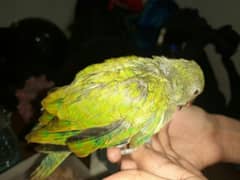 ringneck chick available 20 to 25 days. .