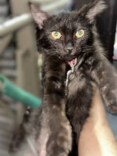 Cat For Sale