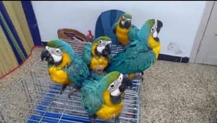 blue macaw parrot chicks for sale 0335=488=7932