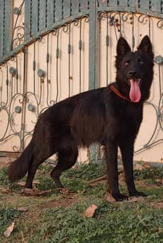 German Shepherd female double coat age 5 month  for sale
