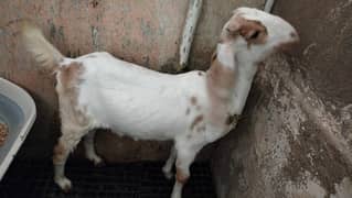 Bakri