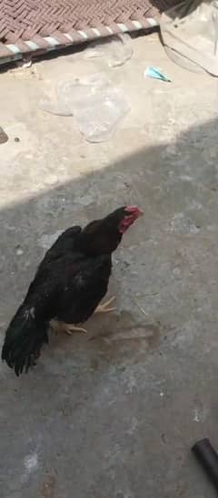 Hen Male and Female Hen