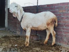 Female sheep (Bhair) 03219430612