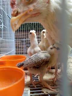 Broody